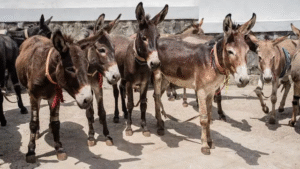 Despenca o rebanho de jumentos no país e animal pode entrar em extinção